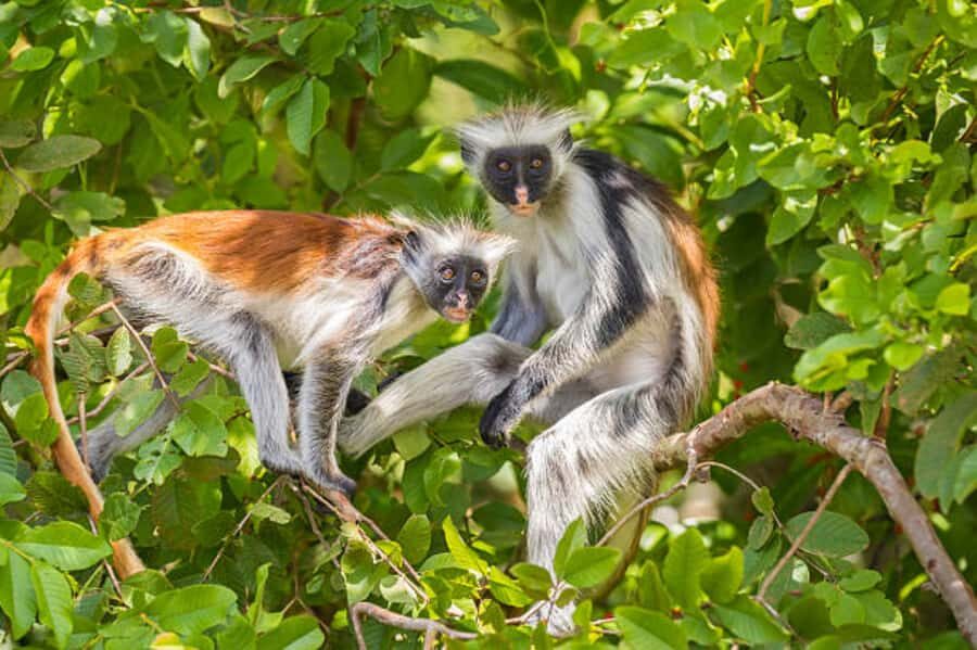 Zanzibar: Jozani Forest Watching Colobus Monkeys Guided Tour - The One Potential Downside: When Guide Focus Breaks the Calm