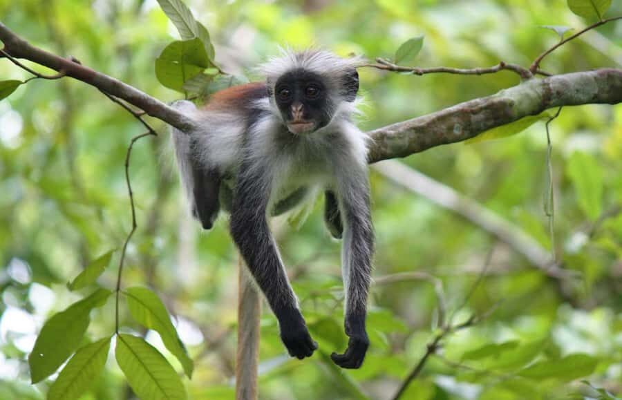 Zanzibar: Jozani Forest Watching Colobus Monkeys Guided Tour - Getting There: Hotel Pickup, Air-Conditioned Comfort, and Where Costs Can Change