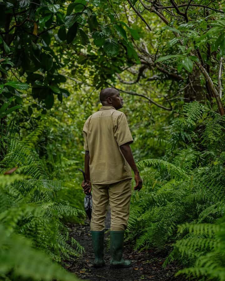 ZANZIBAR; JOZANI FOREST - Mahogany forest and the “medicine jungle” stories