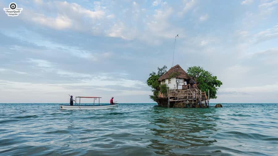 Zanzibar: Jozani Forest,Red colobus,the Rock Restaurant tour - Jozani Forest: where Zanzibar’s real green starts