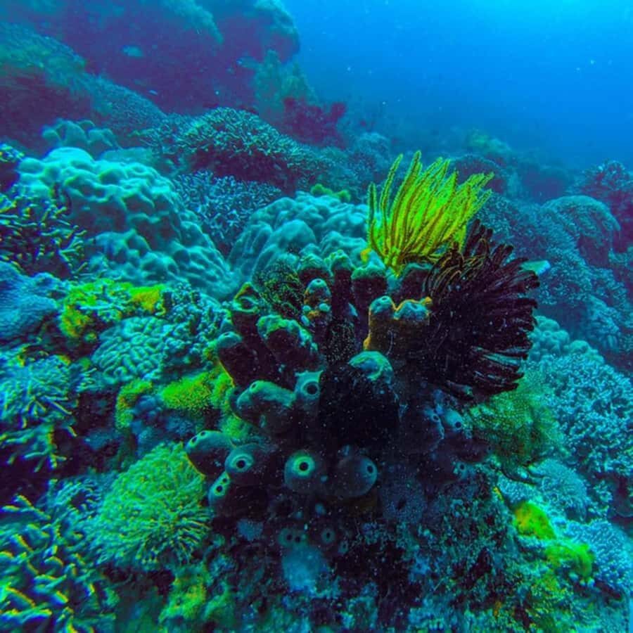 ZANZIBAR: Jozani Forest,Salaam Cave, The Rock & Blue Lagoon - A Zanzibar greatest-hits day, built for variety