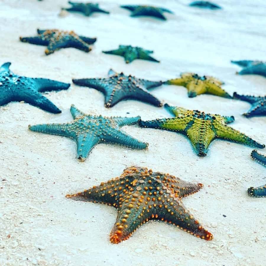 ZANZIBAR: Jozani Forest,Salaam Cave, The Rock & Blue Lagoon - Salaam Cave Aquarium: swimming with turtles in a limestone natural pool