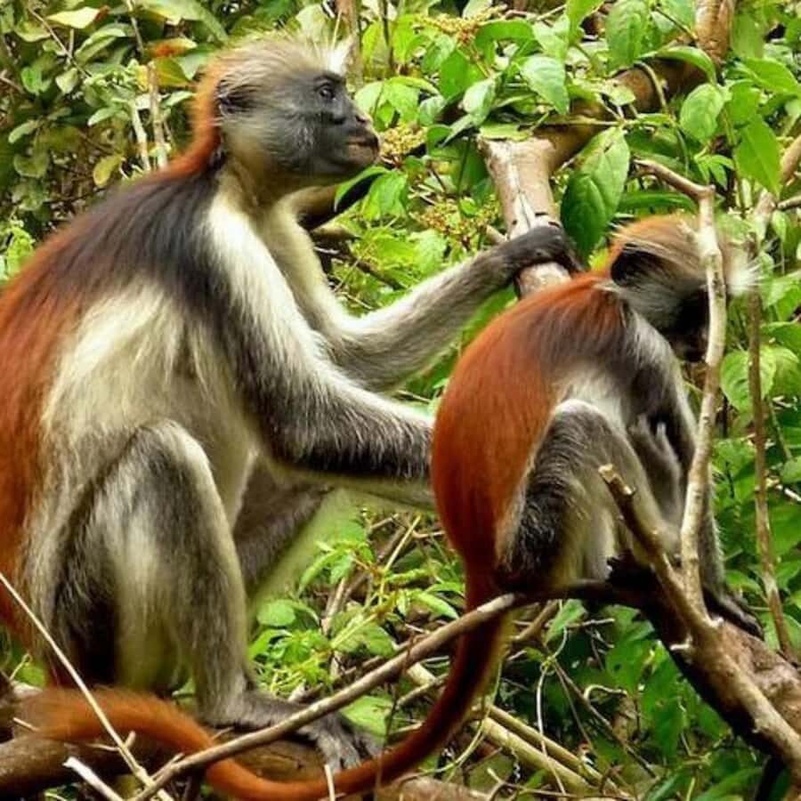 ZANZIBAR: Jozani Forest,Salaam Cave, The Rock & Blue Lagoon - The Rock, cave, forest… and the transport reality of 8 hours