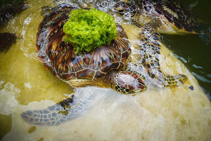Zanzibar: Maasai village and Nungwi turtles experience trip - Key Things to Know Before You Go