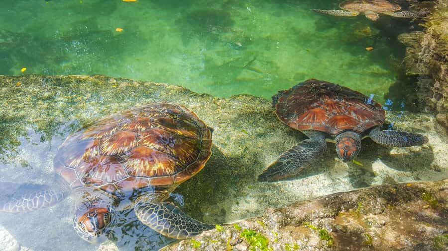 Zanzibar: Maasai village and Nungwi turtles experience trip - Hotel Pickup, Van Ride, and How the Day Flows