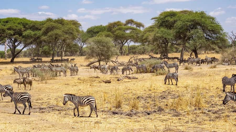 Zanzibar: Mikumi Wonderful Safari with Open Jeeps - Key highlights worth clocking