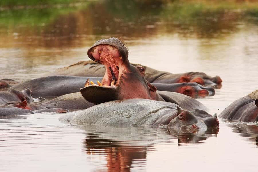 Zanzibar: Mikumi Wonderful Safari with Open Jeeps - Day 2 Full Day Game Drive: The 12-Hour Rhythm
