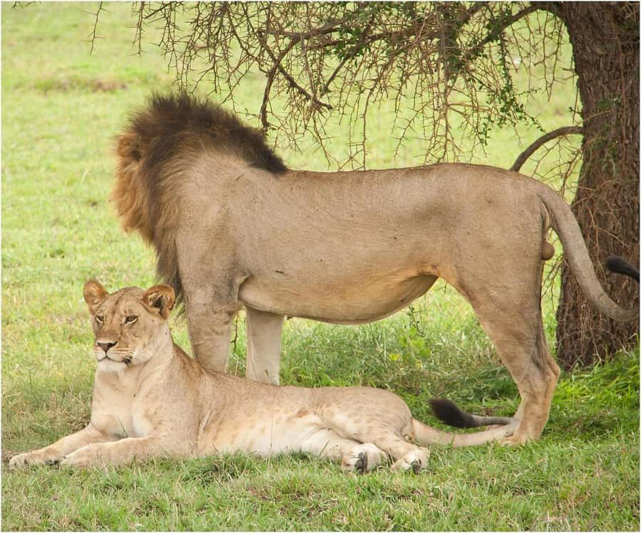 Zanzibar: Mikumi Wonderful Safari with Open Jeeps - Who Should Book This Safari, and Who Should Skip It