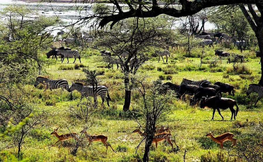 Zanzibar: Mikumi Wonderful Safari with Open Jeeps - Open-Jeep Safari Time: Why Mikumi Feels Different