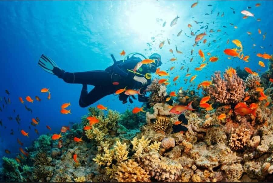 ZANZIBAR : Mnemba Dolphin and Snorkeling Tour - Snorkeling equipment and guidance: what’s actually provided