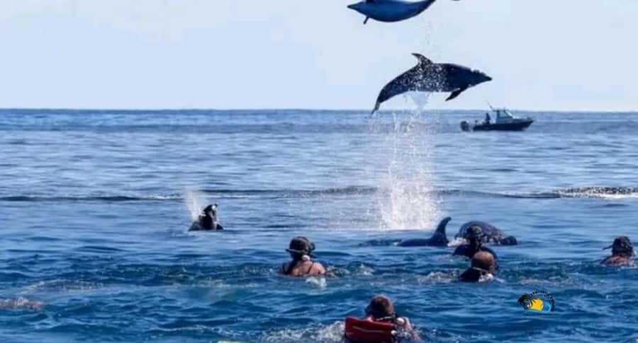 Zanzibar: Mnemba Dolphins Tour with Snorkeling and Sandbank - Mnemba Marine Conservation Area: Snorkeling With Real Reef Fish