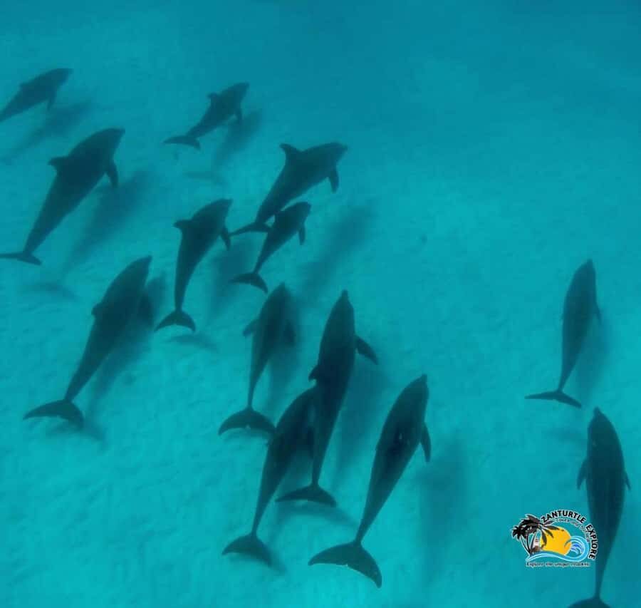 Zanzibar: Mnemba Dolphins Tour with Snorkeling and Sandbank - The Sandbank Stop: Beautiful, but Tide-Dependent