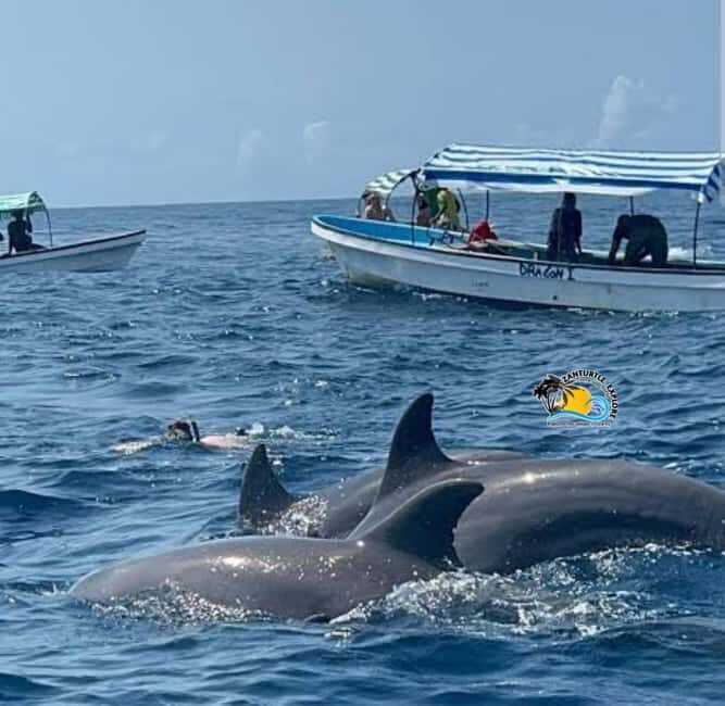 Zanzibar: Mnemba Dolphins Tour with Snorkeling and Sandbank - Who Should Book This Mnemba Dolphins and Sandbank Tour?