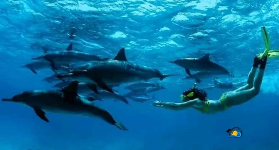 Zanzibar: Mnemba Dolphins Tour with Snorkeling and Sandbank - Dolphin Watching and Swimming: What Makes Nungwi Special