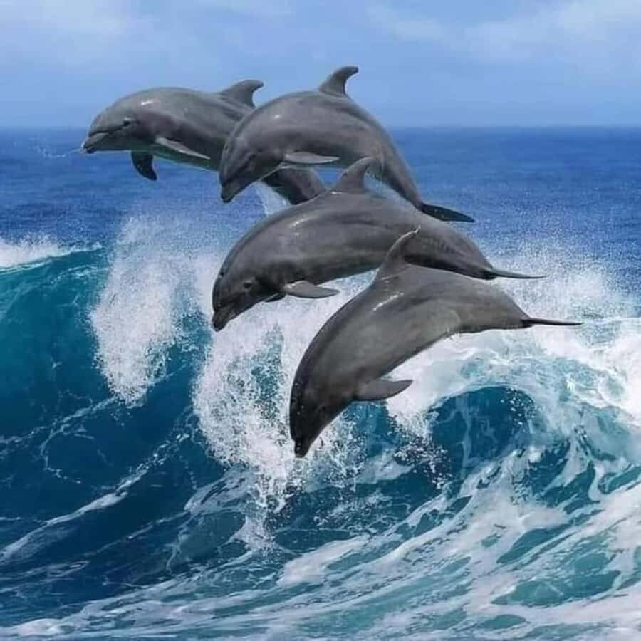 Zanzibar: Mnemba Island & Jozani Forest Tour with Turtles - Mnemba Island Dolphin Watching: Why the Early Start Matters