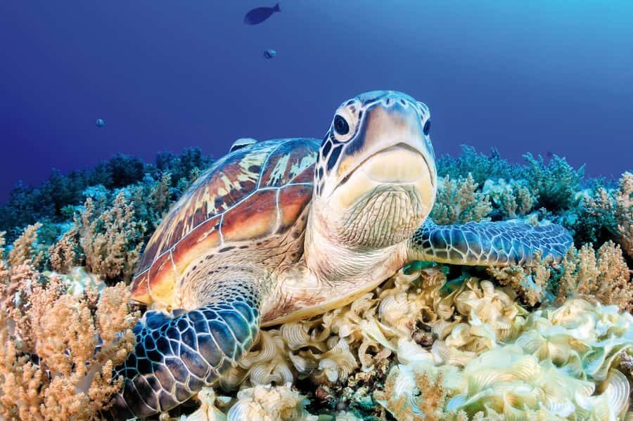 Zanzibar: Mnemba Island, Monkeys & Kuza Cave Private Tour - Key highlights you’ll care about