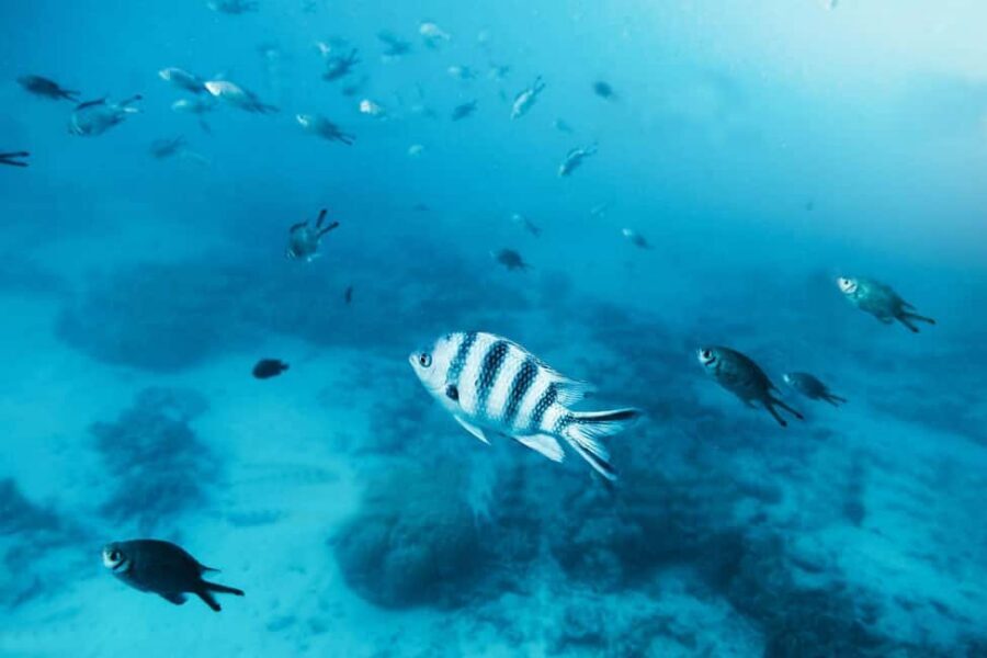 Zanzibar: Mnemba Island Private Snorkeling Tour and Pickup - The Weather Reality: When Rain Changes the Snorkel Plan
