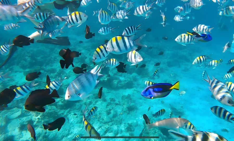 Zanzibar: Mnemba Island Snorkeling and Dolphin Tour - Key Things to Know Before You Go