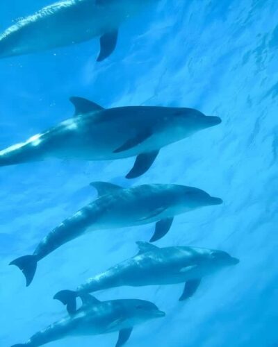 Zanzibar: Mnemba Island Snorkeling and Dolphin Tour - Getting There: Nungwi Meeting Point and Pickup Options