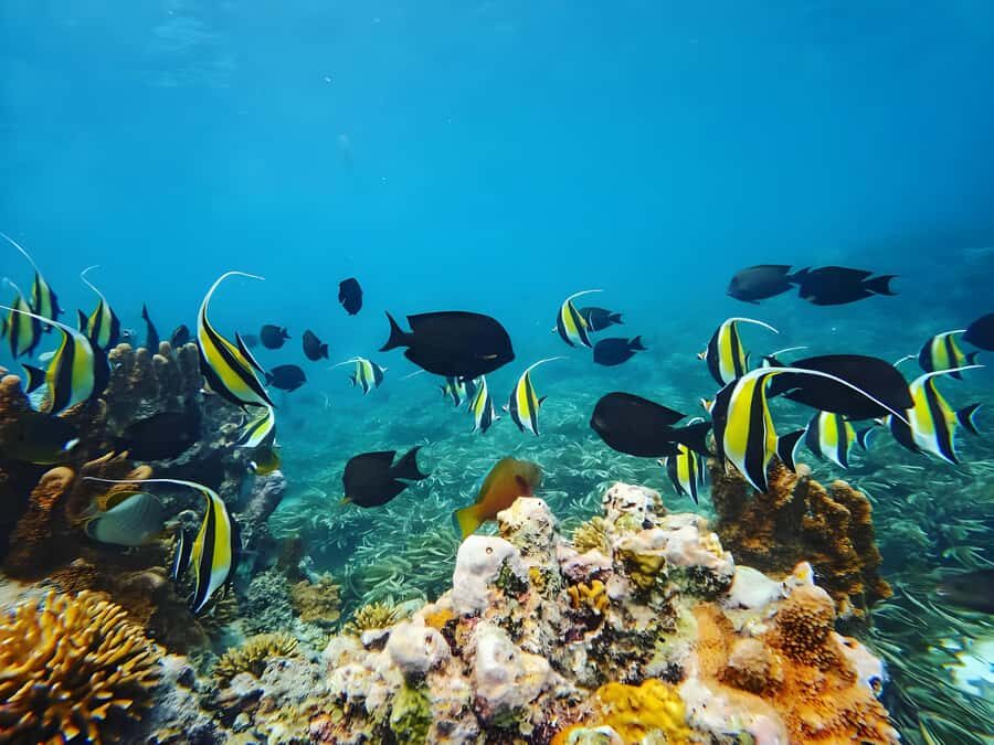 Zanzibar: Mnemba Island Snorkeling and Dolphin Tour - Boat Comfort, Fruit, and the Midday Reset