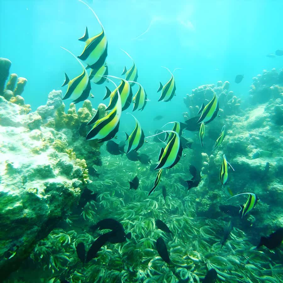 Zanzibar: Mnemba Island Snorkeling and Dolphin Tour - Who This Tour Suits Best (And Who Should Skip It)