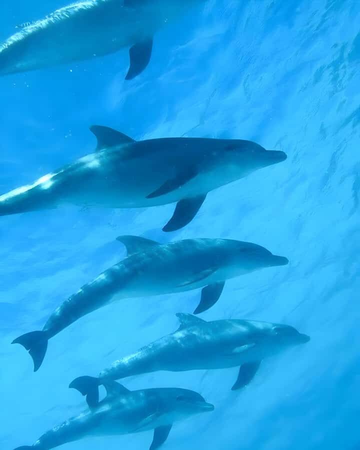Zanzibar: Mnemba Island Snorkeling and Dolphin Tour - Getting There: Nungwi Meeting Point and Pickup Options
