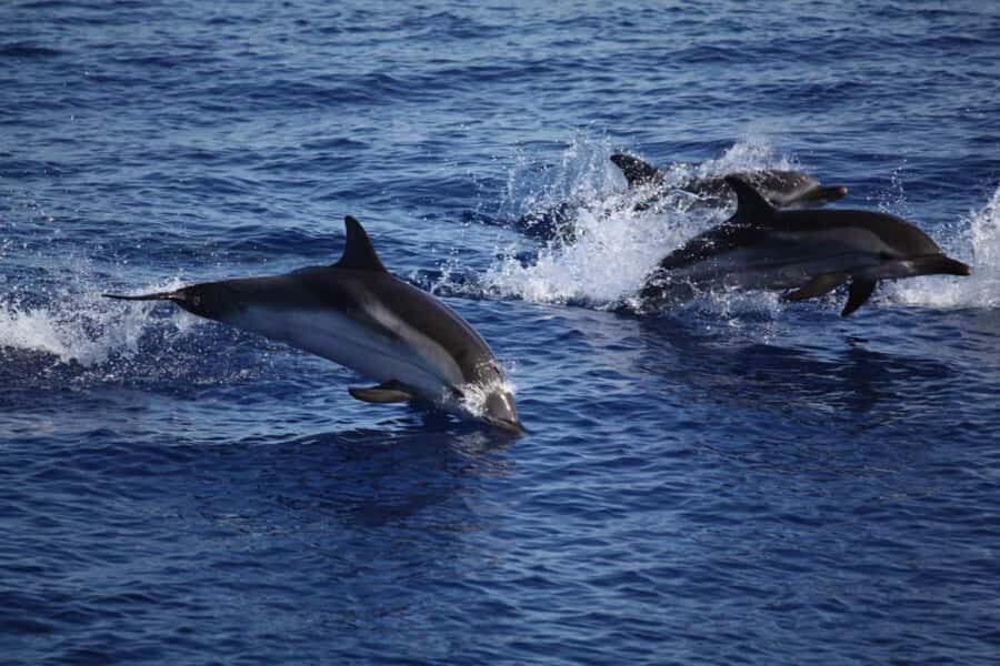 Zanzibar: Mnemba Island Snorkeling & Dolphin - Key Highlights You’ll Care About