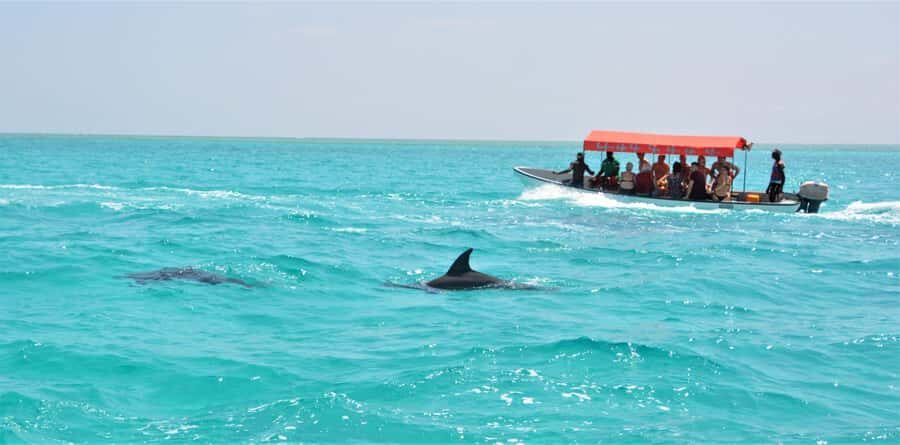 Zanzibar: Mnemba Island Snorkeling & Dolphin - Mnemba Island Snorkeling and Dolphin Watching: What You’re Really Buying