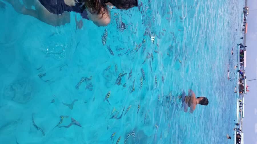 Zanzibar: Mnemba Island Snorkeling & Dolphin - Mnemba Island Underwater World: Coral Reef Life You Can Actually Spot