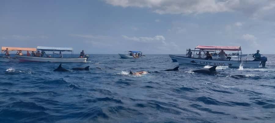 Zanzibar: Mnemba Island Snorkeling & Dolphin - Dolphin Watching: The Difference Between Chasing and Respecting