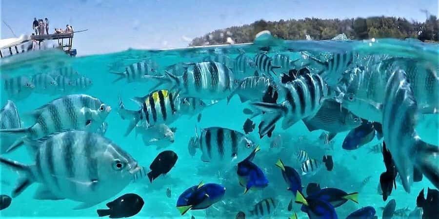 Zanzibar: Mnemba Island Snorkeling & Dolphin - Getting From Nungwi: The 1-Hour Boat Ride and Where You’ll Start
