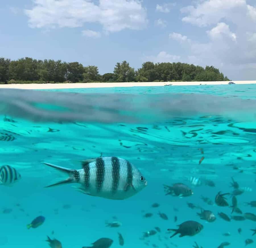 Zanzibar: Mnemba Island&Dolphin Swim With Optional Lunch - When it might not be your best match