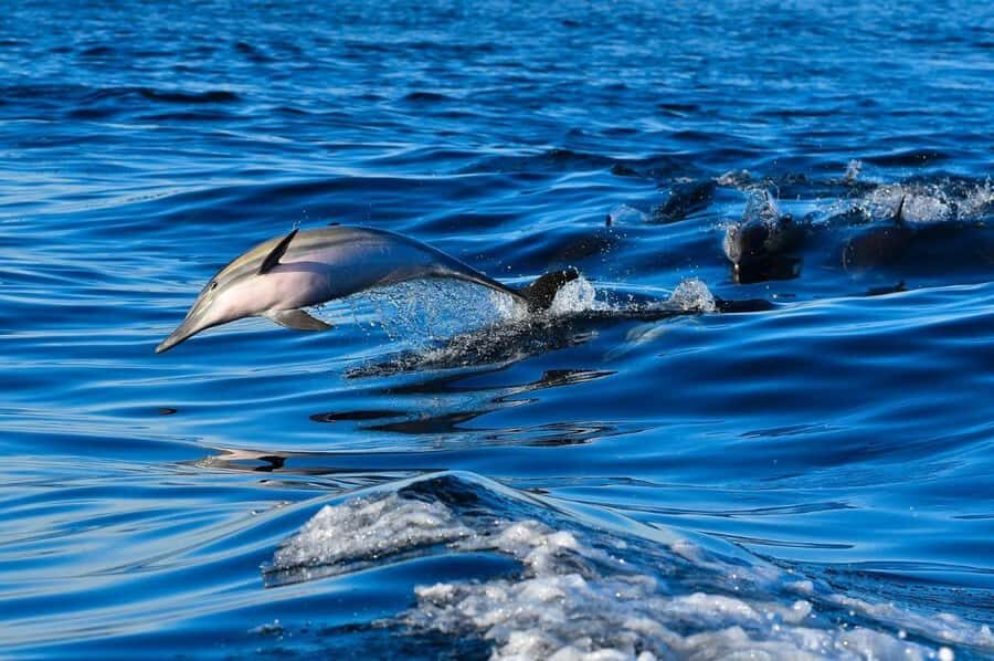 Zanzibar: Monkey, Salaam Cave, The Rock, & Clear Kayak Tour - Mnemba Island Atoll snorkeling: clear water and wildlife spotting