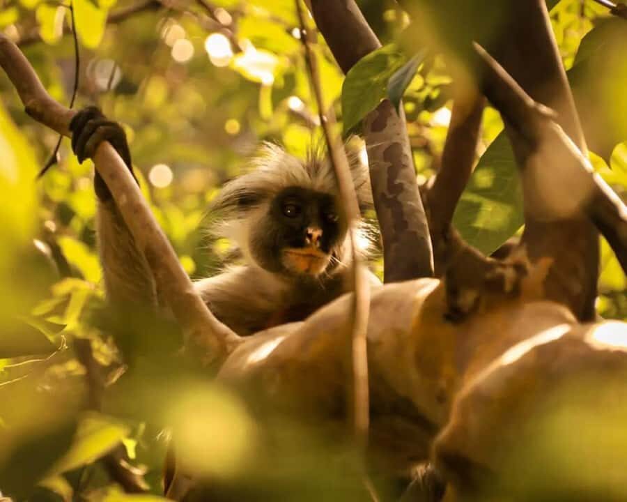 Zanzibar: Monkey, Salaam Cave, The Rock, & Clear Kayak Tour - Should you book this Zanzibar tour?