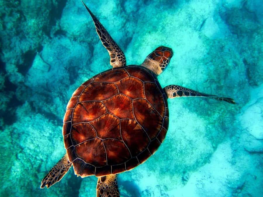 Zanzibar: Monkey, Salaam Cave, The Rock, & Clear Kayak Tour - FAQ
