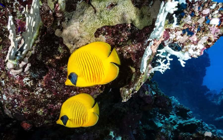 Zanzibar: Monkey, Salaam Cave, The Rock, & Clear Kayak Tour - Salaam Cave near Kizimkazi: snorkeling with sea turtles