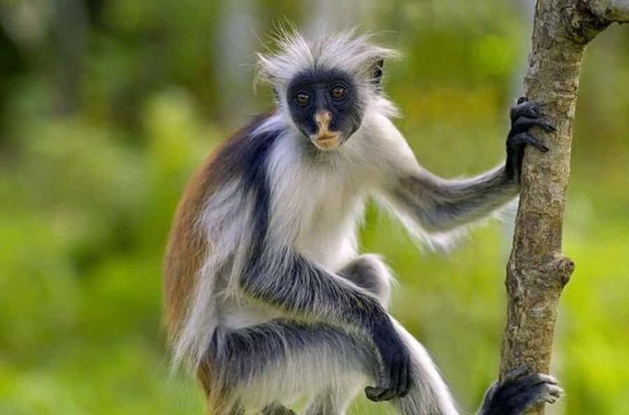 Zanzibar Nature Combo: Salaam Cave Swim & Jozani Forest Tour - Key things I think you’ll care about