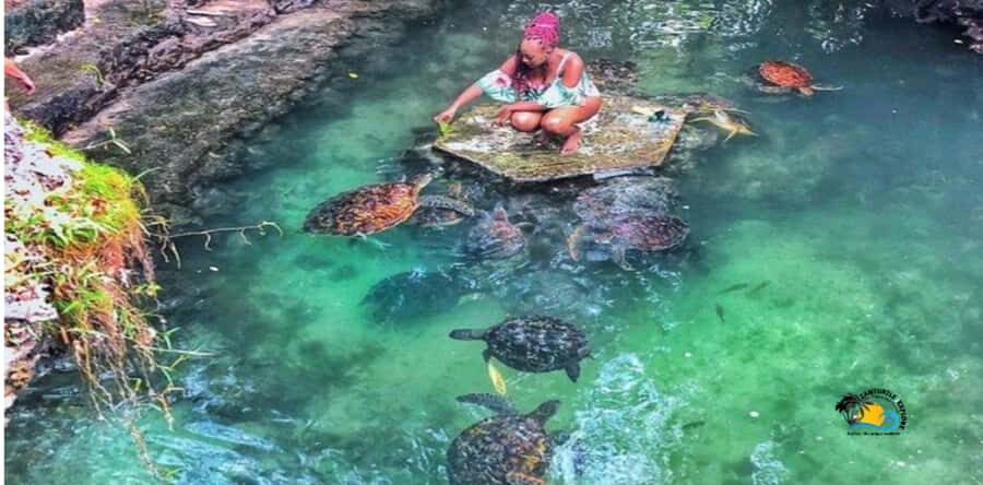 Zanzibar: Nungwi Cultural Village Tour and Swim Turtles - Why Nungwi’s village-to-turtle mix works so well