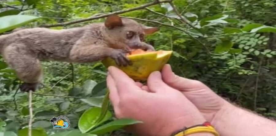 Zanzibar: Nungwi Kilosa Zoo Conservation Tour - What to Bring, What to Skip, and Animal Etiquette