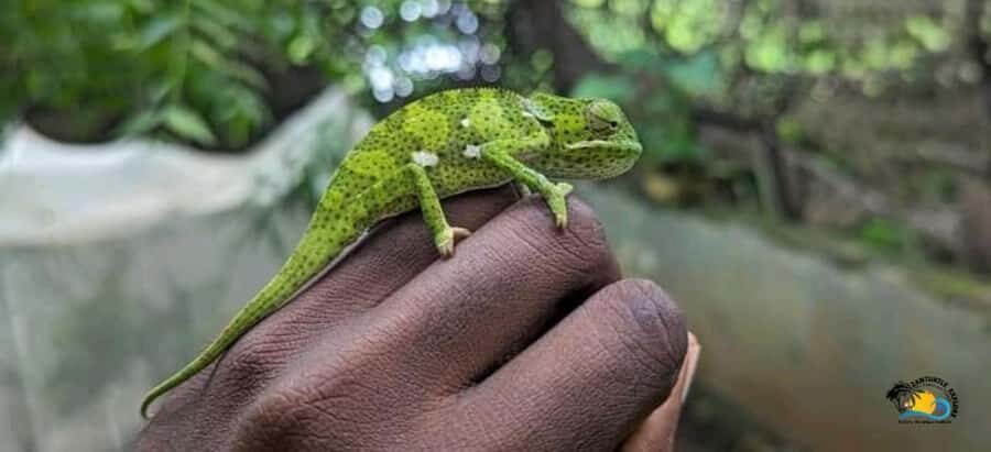 Zanzibar: Nungwi Kilosa Zoo Conservation Tour - The Guided Tour Flow: Learn First, Then Touch and Feed