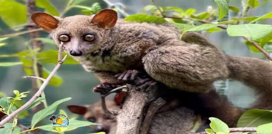 Zanzibar: Nungwi Kilosa Zoo Conservation Tour - Meet the Full Cast: Monkeys, Reptiles, Tortoises, Birds, More