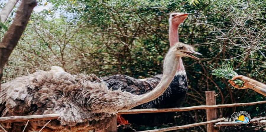Zanzibar: Nungwi Kilosa Zoo Conservation Tour - Conservation Education and Community Responsibility