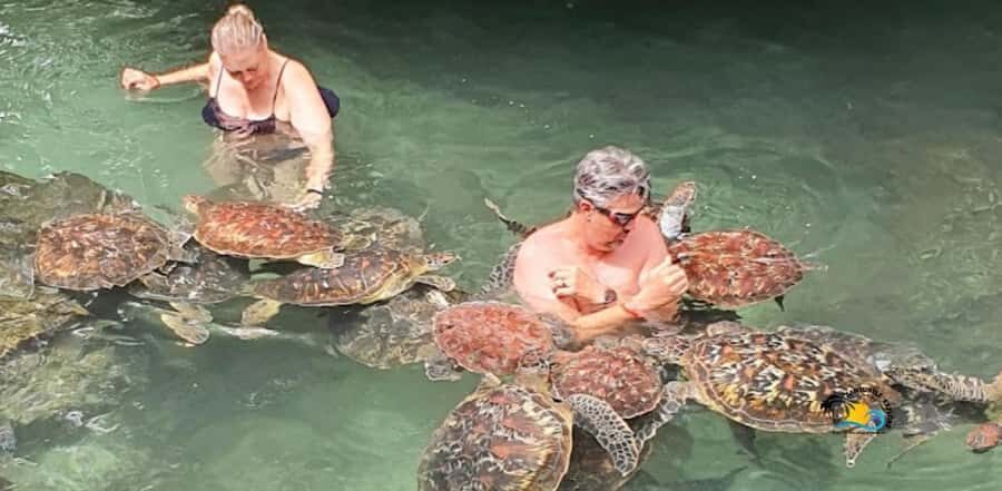 Zanzibar: Nungwi Kilosa Zoo & Swimming with Turtles - Key highlights to know before you go