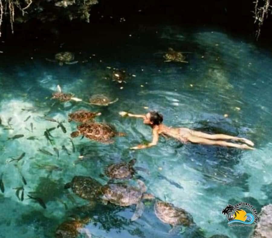 Zanzibar: Nungwi Kilosa Zoo & Swimming with Turtles - Who This Trip Fits Best (and Who Might Want Another Option)
