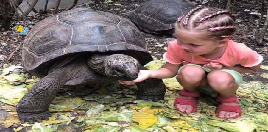 Zanzibar: Nungwi Kilosa Zoo & Swimming with Turtles - What to Bring (So You Don’t Hate Yourself Later)