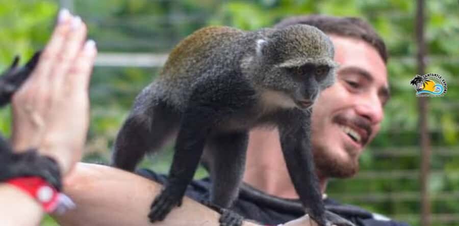 Zanzibar: Nungwi Kilosa Zoo & Swimming with Turtles - Making Special Requests Without Stress