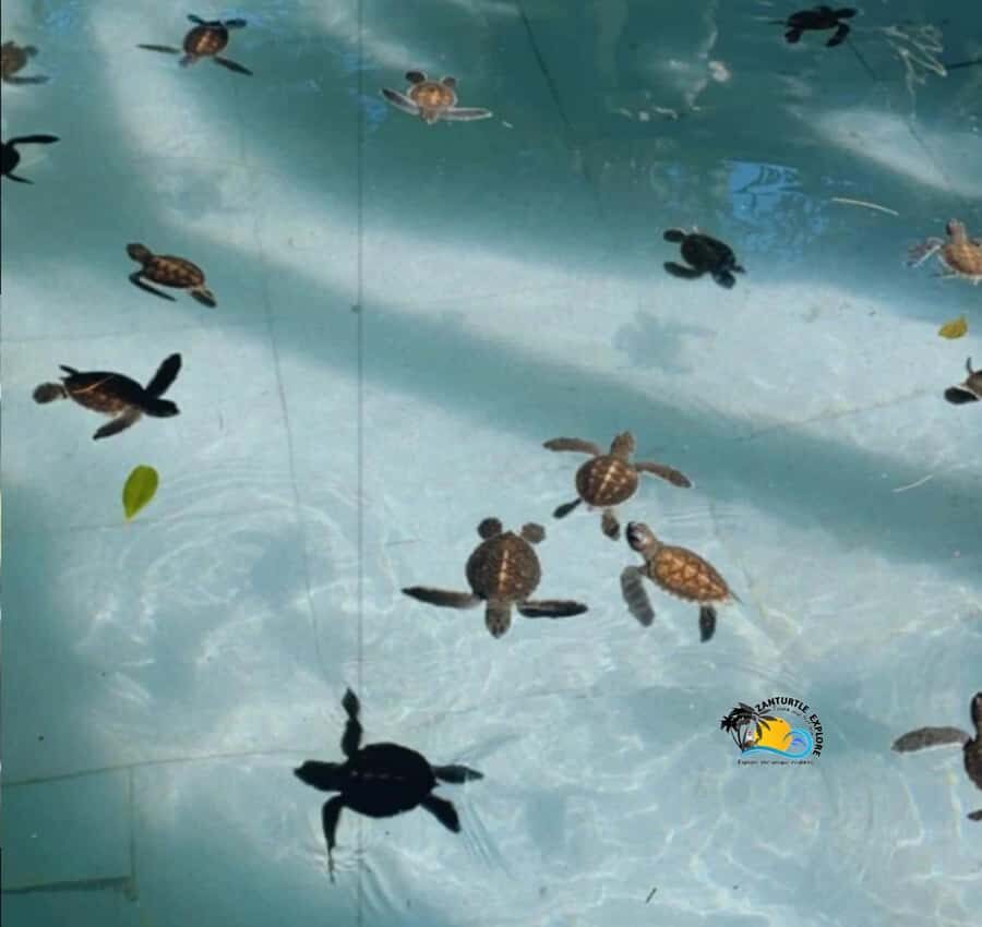 Zanzibar: Nungwi Mnarani Aquarium Feed and Swim with Turtles - Getting to Nungwi with a smooth hotel pickup