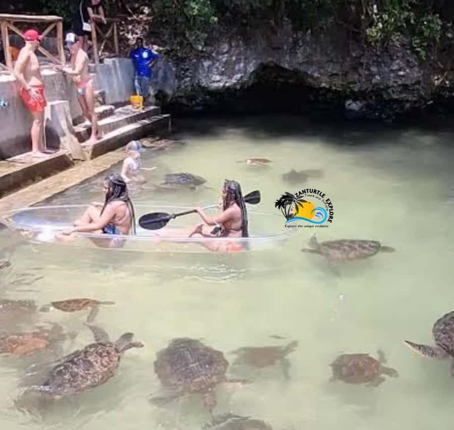 Zanzibar: Nungwi Mnarani Aquarium Feed and Swim with Turtles - Hand-feeding rescued green sea turtles without making it weird