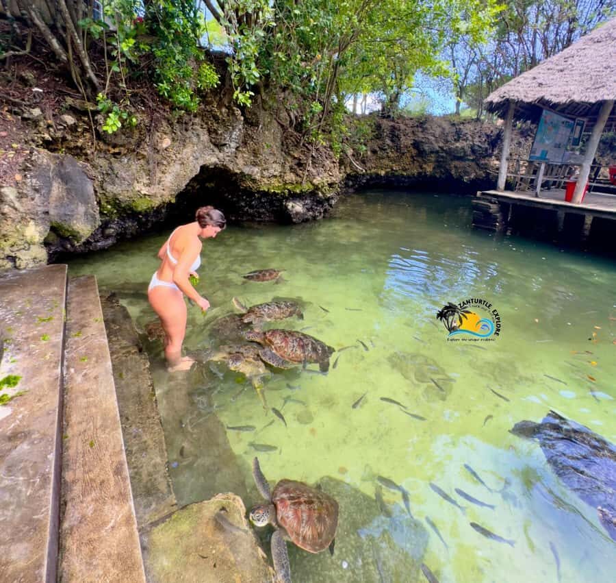 Zanzibar: Nungwi Mnarani Aquarium Feed and Swim with Turtles - The guides: where the real value shows up