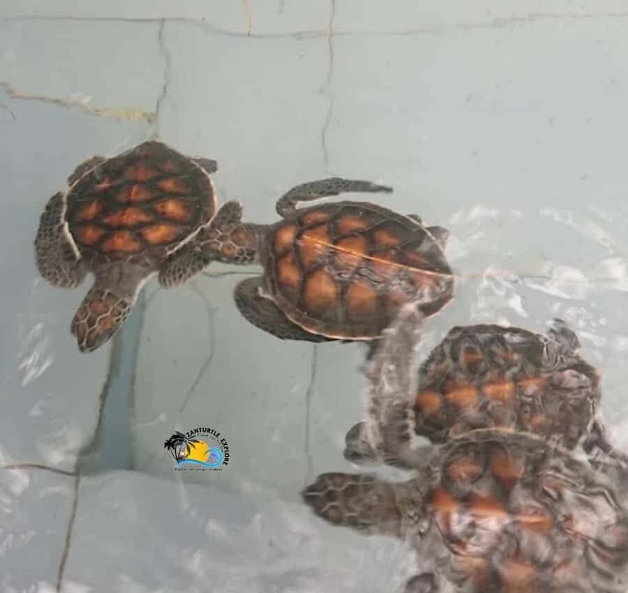 Zanzibar: Nungwi Mnarani Aquarium Feed and Swim with Turtles - What’s included (and what you’ll need to budget for)